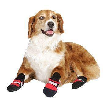 Botas para mascotas: ¡protege a tu mejor amigo, sin importar la temporada!